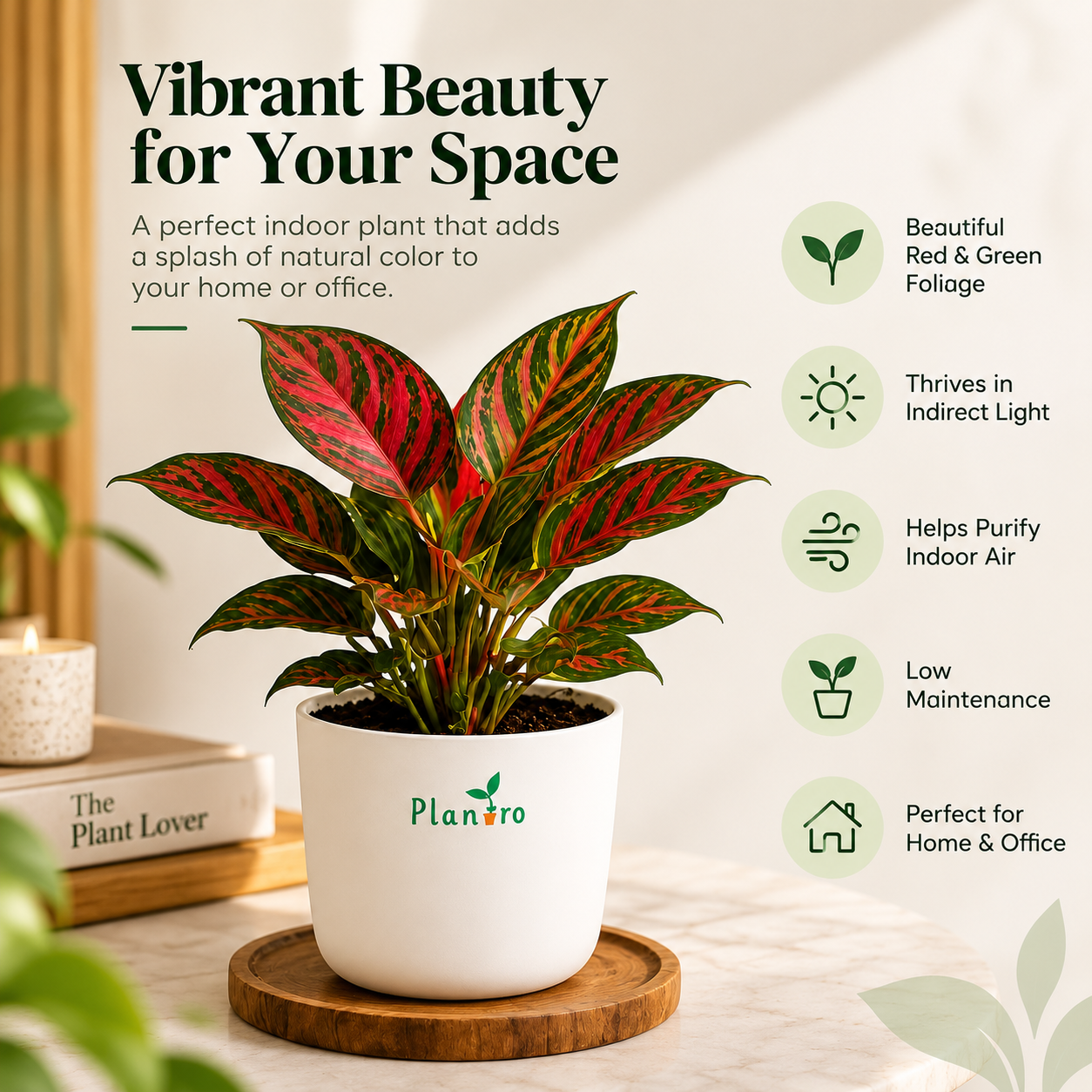 Aglaonema Lipstick Plant thumbnail 2