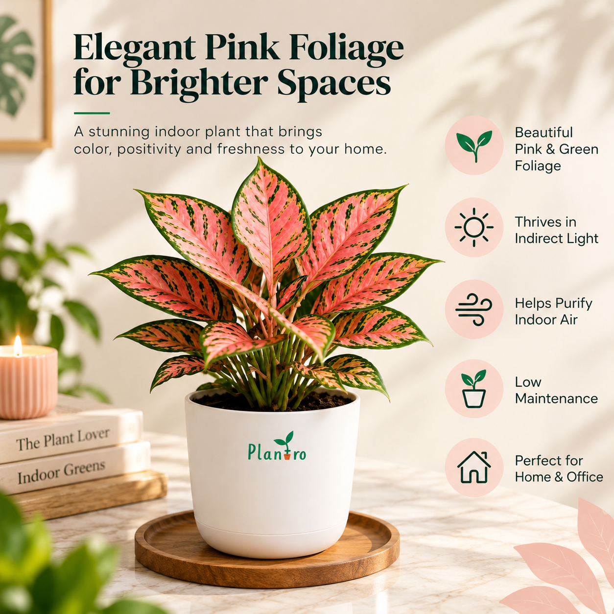 Aglaonema Pink Beauty - Image 2