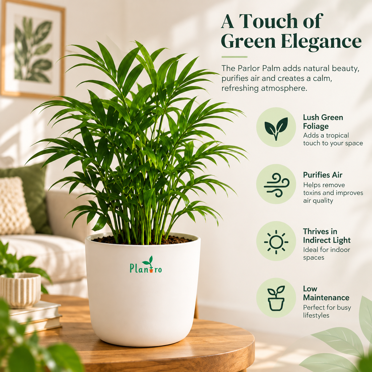 Bamboo Palm - Image 2