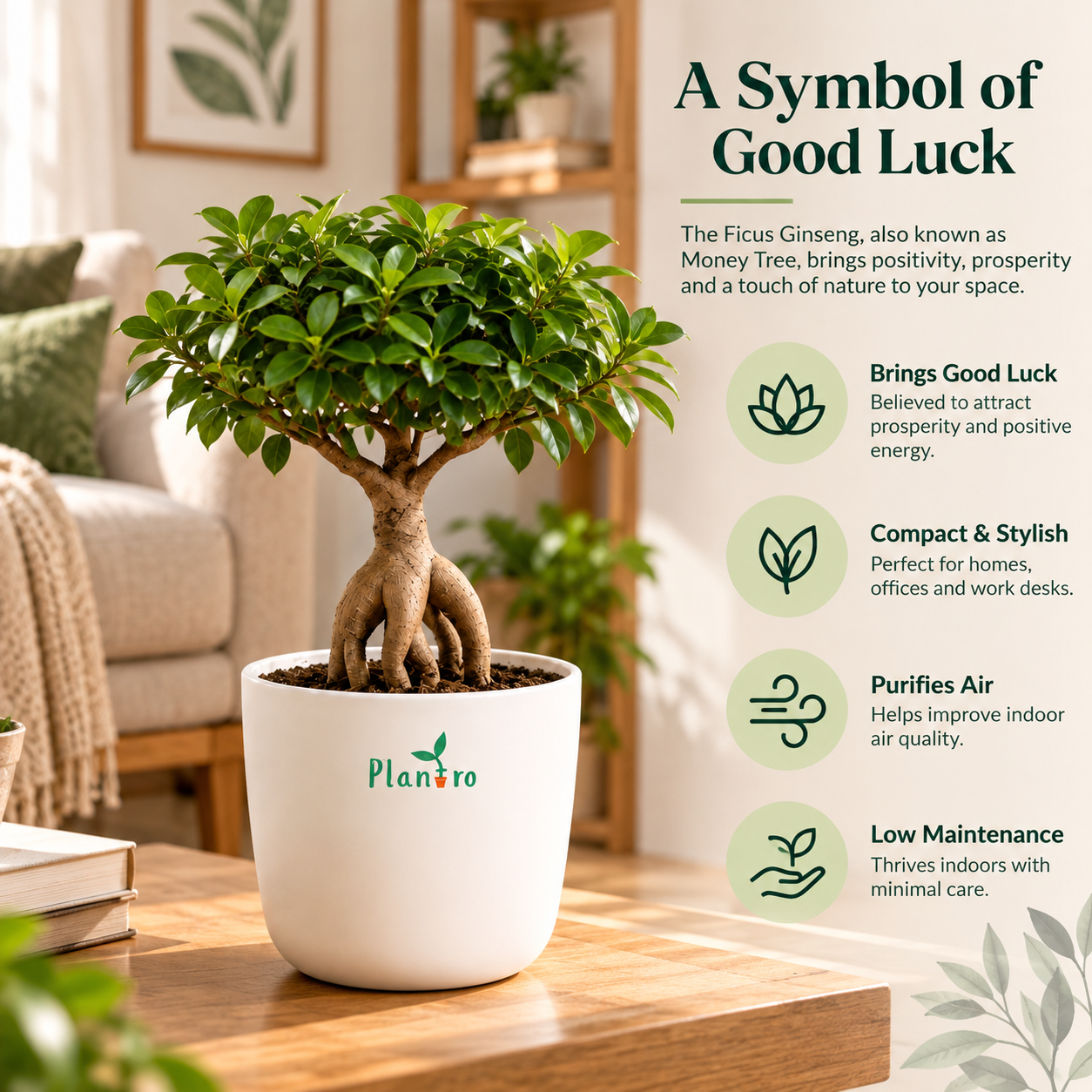 Ficus Bonsai Plant - Image 2