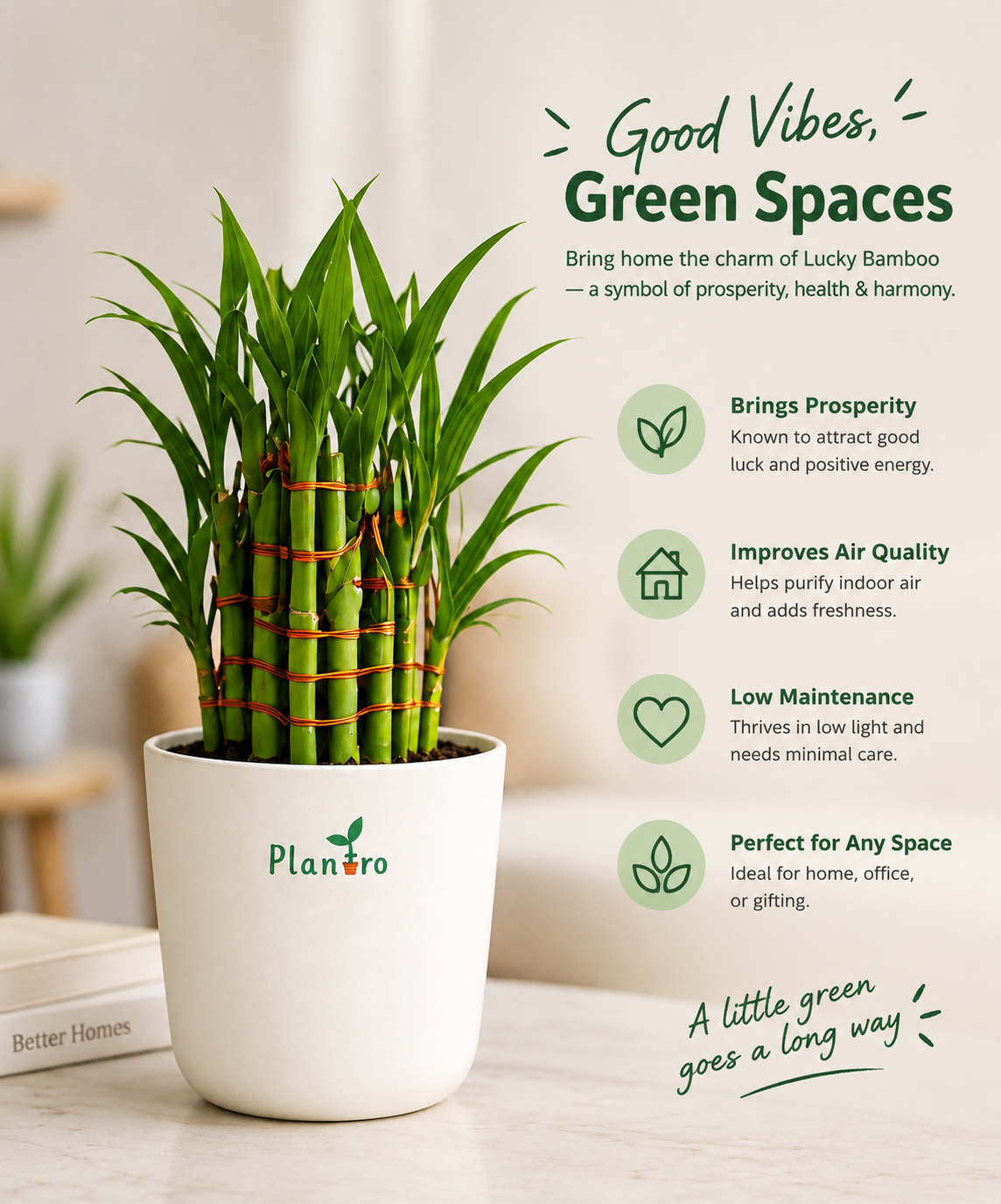 Lucky Bamboo Plant thumbnail 2