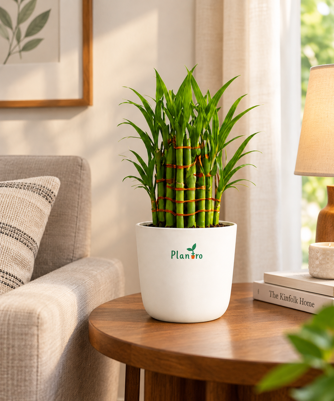 Lucky Bamboo Plant thumbnail 3
