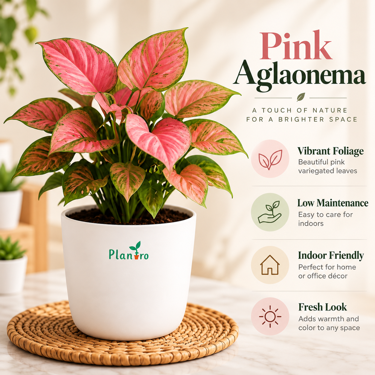 Syngonium Pink Neon Live Plant - Image 2